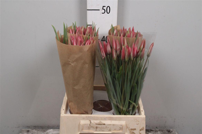 <h4>Fritillaria Ov Tulipa</h4>