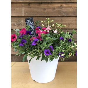 Tuinplanten Mix in gekleurde potten