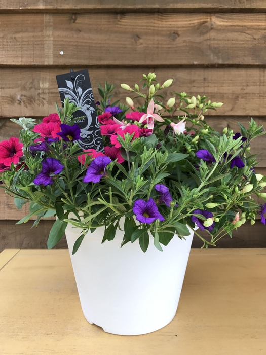 <h4>Tuinplanten Mix in gekleurde potten</h4>