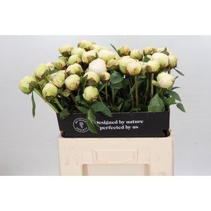Paeonia Bowl Of Cream