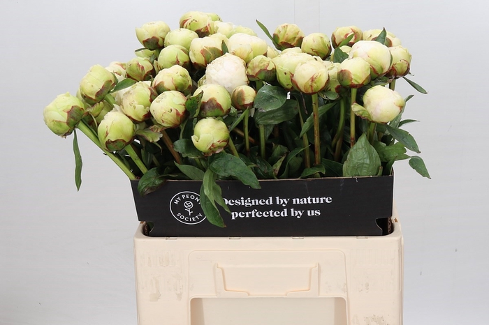 <h4>Paeonia Bowl Of Cream</h4>