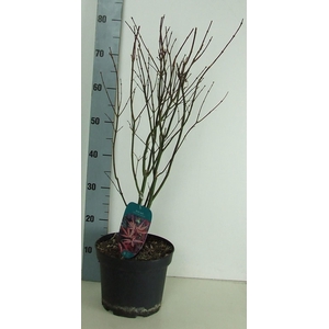 Acer palmatum 'Skeeters Broom' P23 Full CC