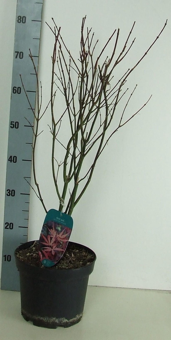 <h4>Acer palmatum 'Skeeters Broom' P23 Full CC</h4>