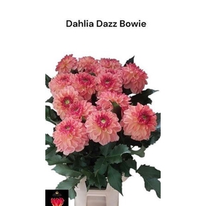 Dahl Dazz Bowie