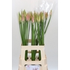 Nerine Vesta K