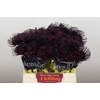 Nutans Painted Aubergine