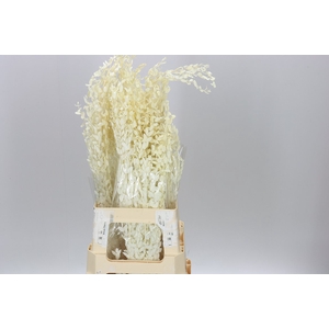 Dried Populus Leaf Bleach