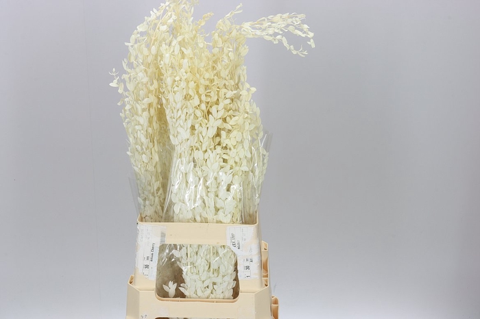<h4>Dried Populus Leaf Bleach</h4>