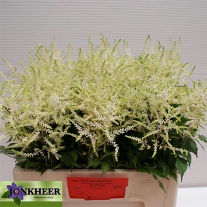 Astilbe Ja Washington