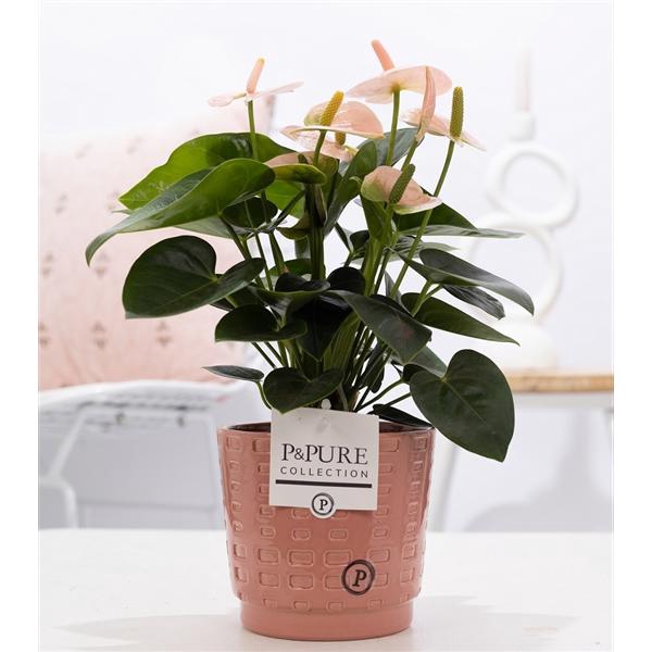 <h4>Anthurium pink (Spirit) in P&PURE Floor ceramics</h4>