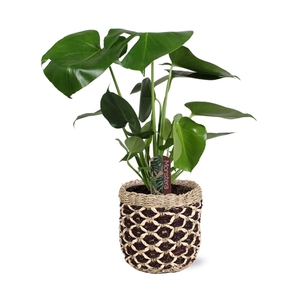 Monstera deliciosa in Genève mand