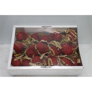 Banksia Speciosa Red