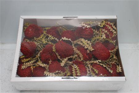 <h4>Banksia Speciosa Red</h4>