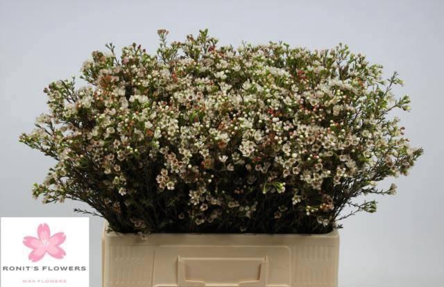 <h4>CHAME BLONDIE</h4>