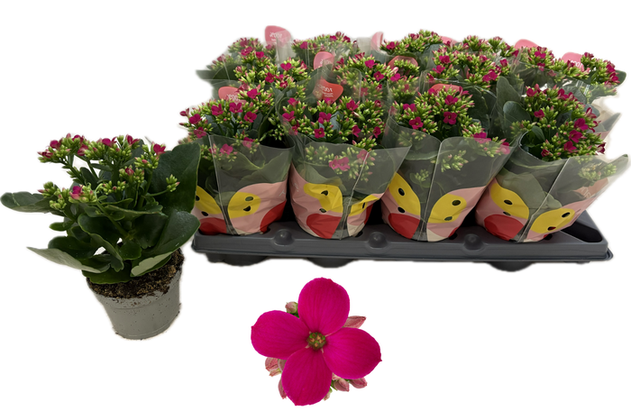 <h4>KAL EN VICTORIAQ2</h4>