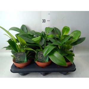 Philodendron  'Green Princess'