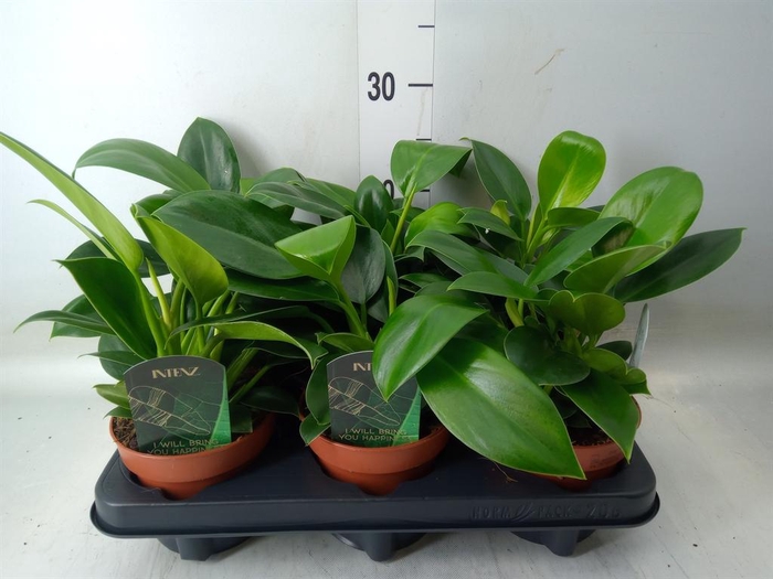 Philodendron  'Green Princess'