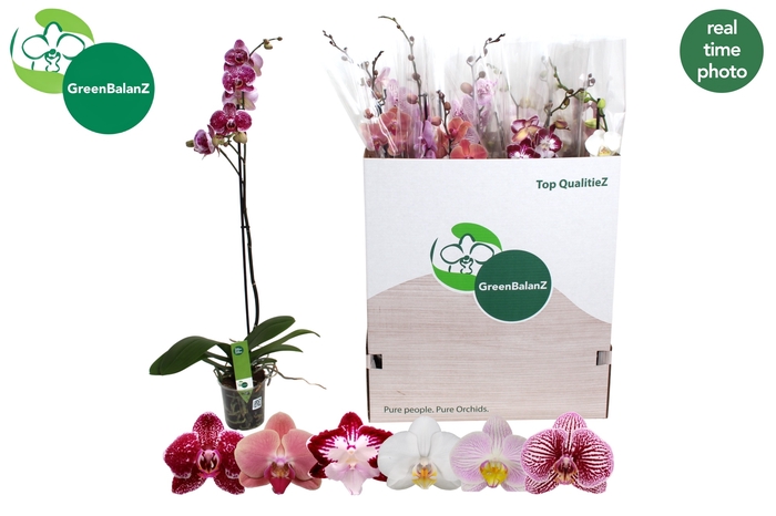 <h4>PHAL GEM 6 KL</h4>