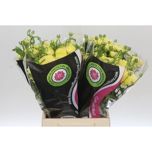 Ranunculus Moderna Limoncello