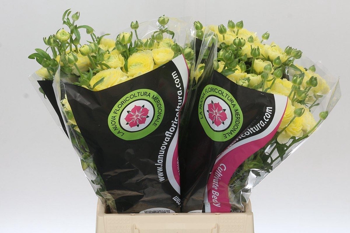 <h4>Ranunculus Moderna Limoncello</h4>