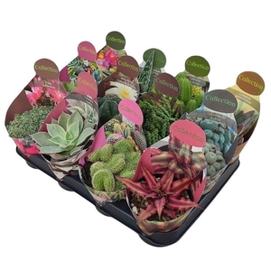 MIX COLLECTION CACTUS AND SUCCULENTS POT Ø 10,5 - TRAY 12 PCS (CACTUS EN SUCCULENTEN)