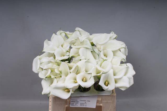 <h4>ZANT WHITE ART</h4>