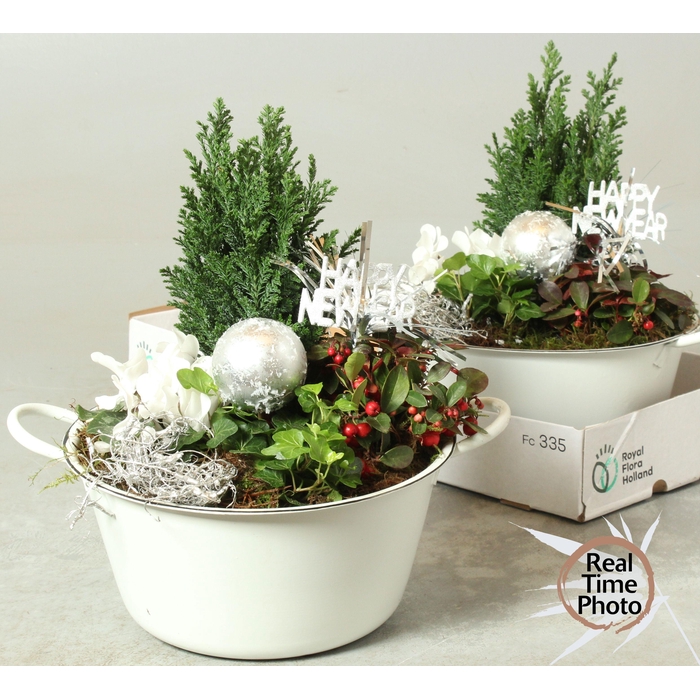 <h4>ARR TUINPLANTEN</h4>