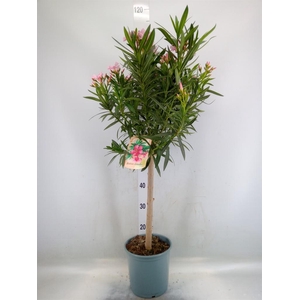 Nerium oleander   ...