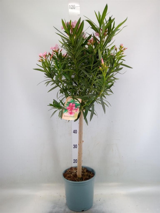<h4>Nerium oleander   ...</h4>
