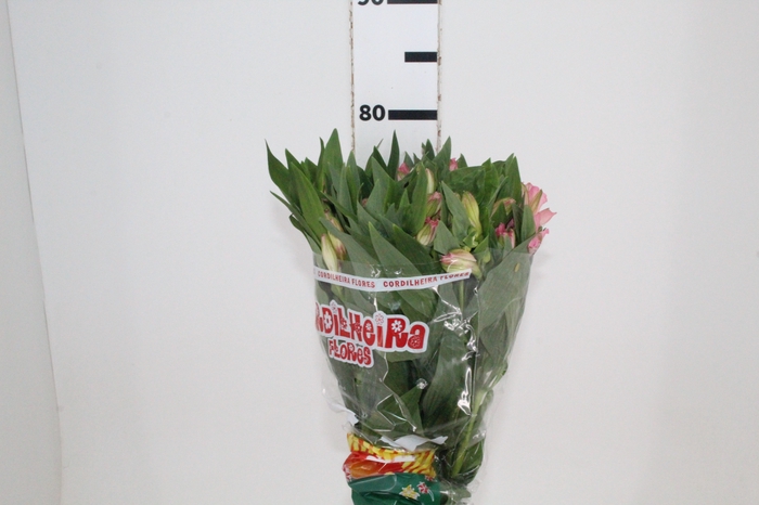 <h4>ALSTROEMERIA PRIMADONNA 080 CM</h4>