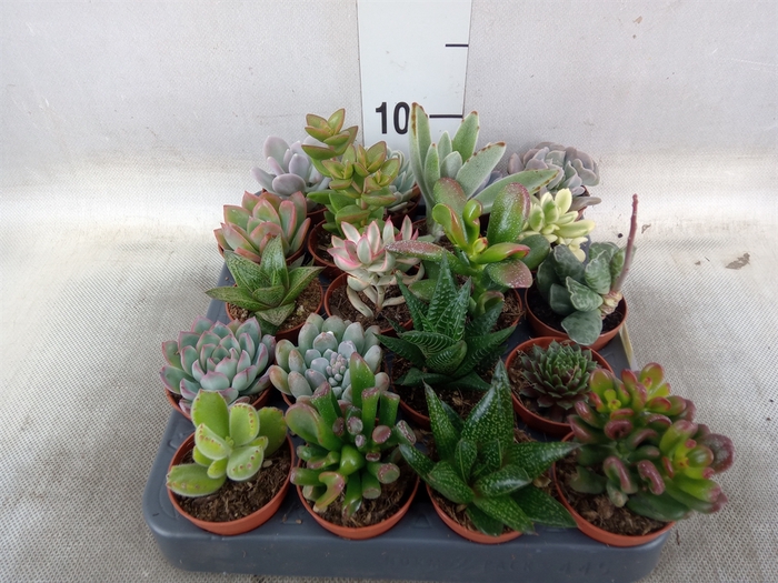 <h4>Succulents   ...</h4>