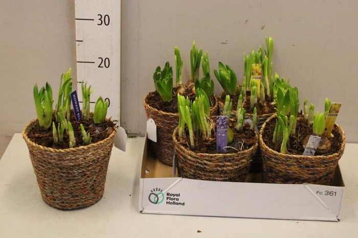 <h4>BOLBLOEMEN GEM</h4>