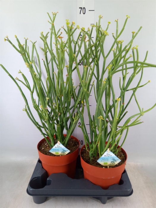 <h4>Euphorbia   ...</h4>