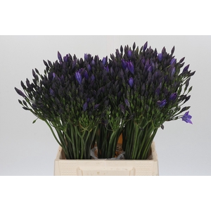 Triteleia Corrina
