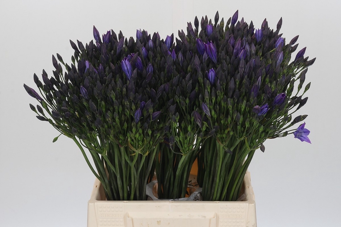 <h4>Triteleia Corrina</h4>