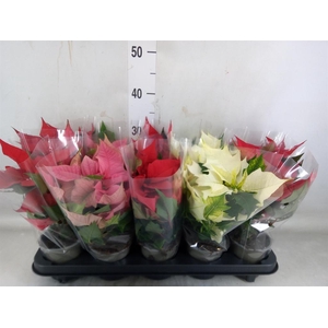 Euphorbia pulc.   ...mix  3