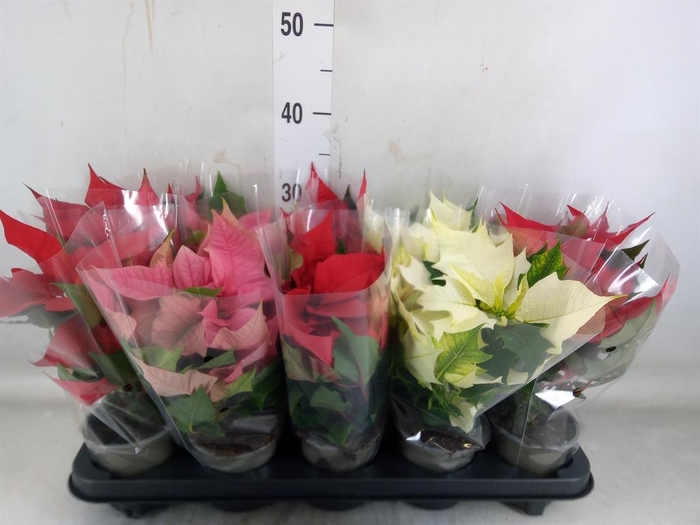 <h4>Euphorbia pulc. ...mix 3</h4>