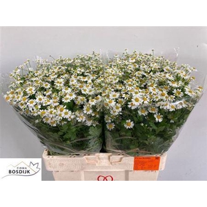 Tanacetum Single Vegmo