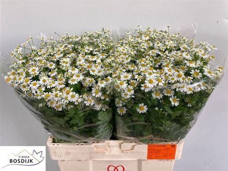 <h4>Tanacetum Single Vegmo</h4>