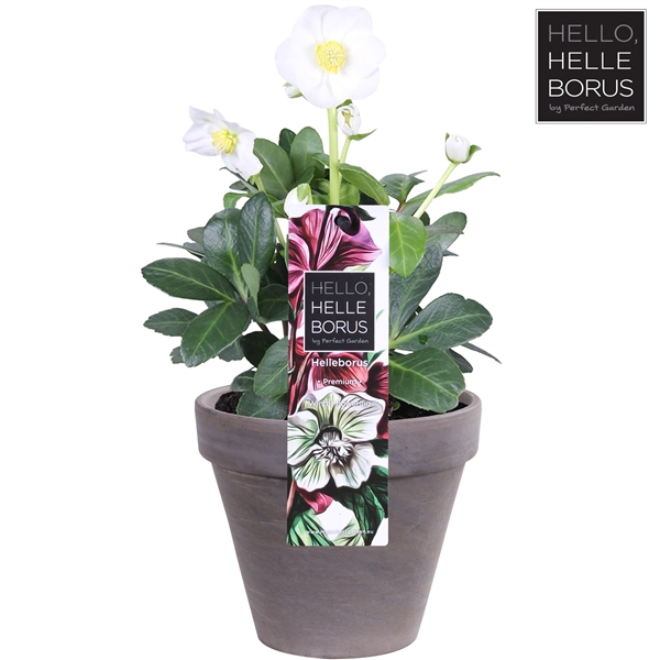 <h4>Helleborus niger 'Christmas Carol' P12 (Basalt series)</h4>