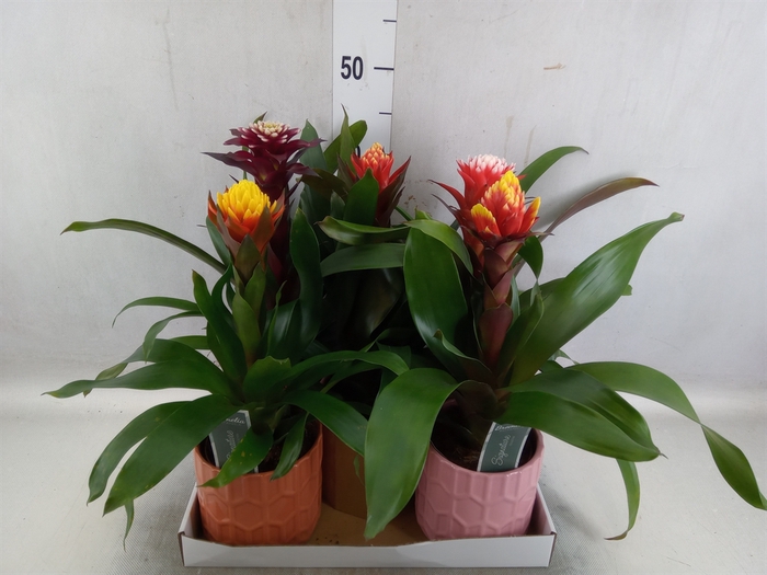 Guzmania   ...mix