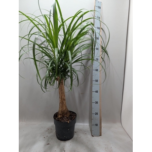 BEAUCARNEA RECUR