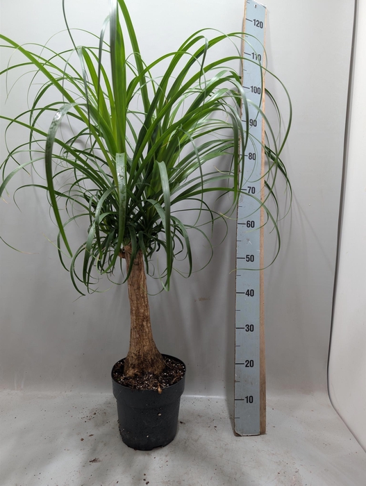 <h4>BEAUCARNEA RECUR</h4>