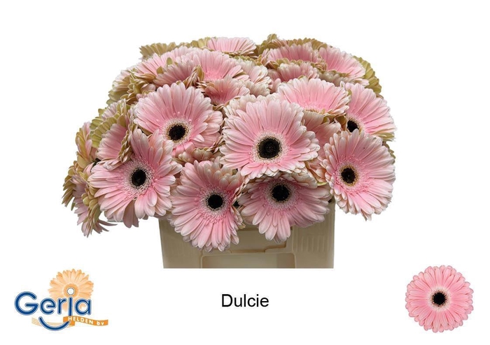 <h4>GE GR DULCIE</h4>