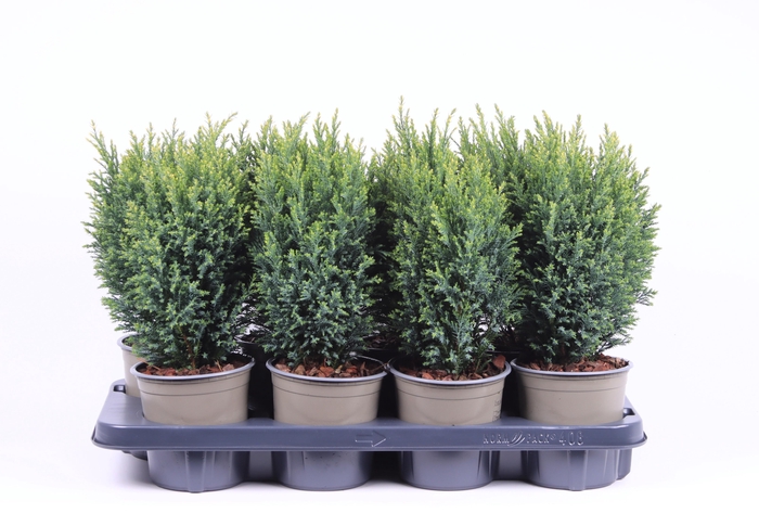 <h4>Chamaecyparis lawsoniana 'Snow White'</h4>