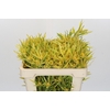 Kaaps Groen Strictum