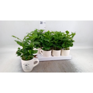 Coffea arabica