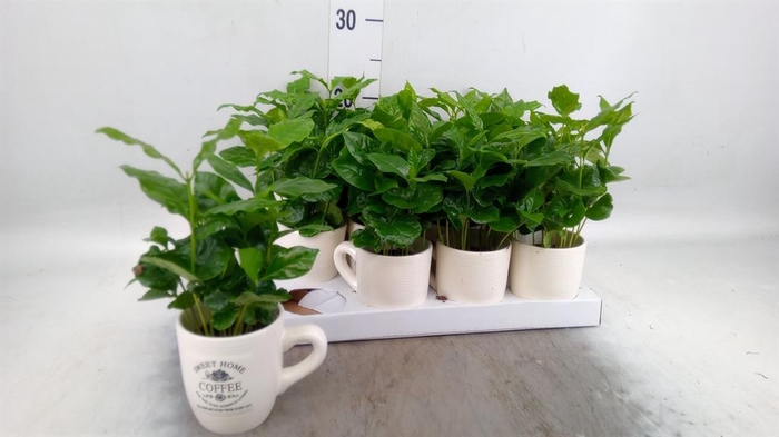 <h4>Coffea arabica</h4>