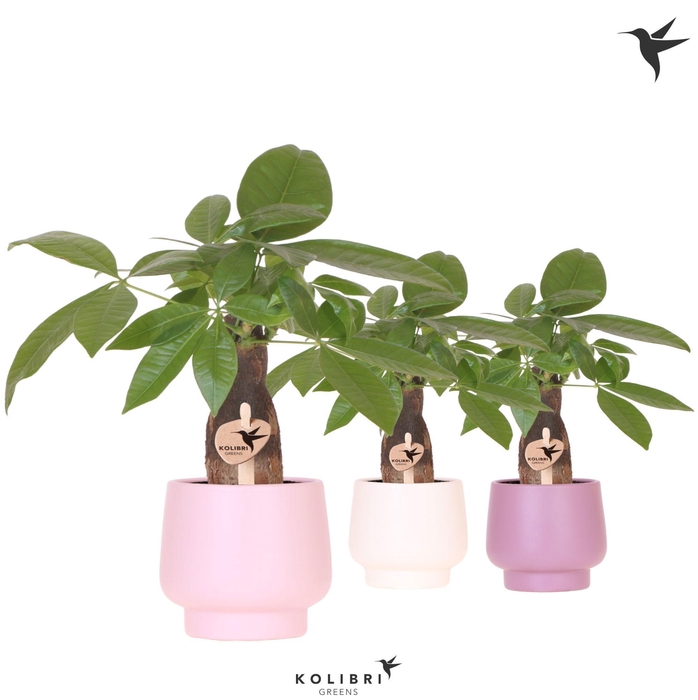 <h4>Kolibri Greens Pachira in Scandic pot pink mix</h4>