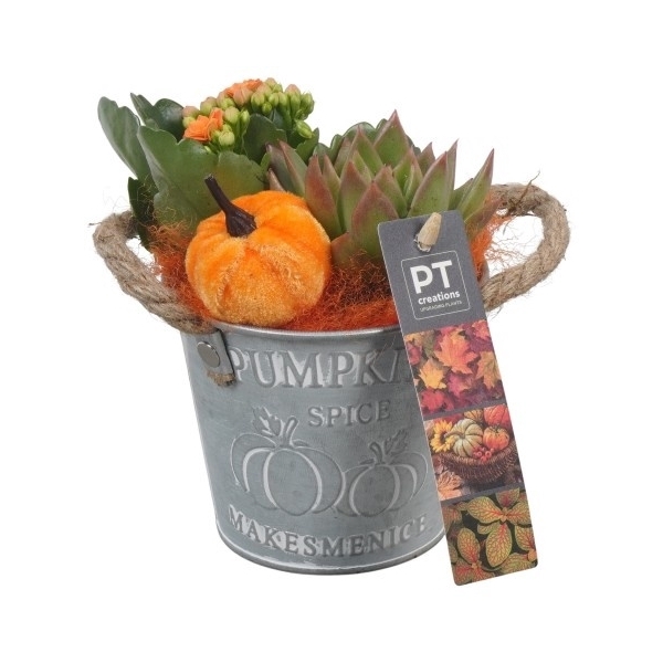 <h4>PTHI5313 Arrangement Herfst Indoor in metalen bak</h4>